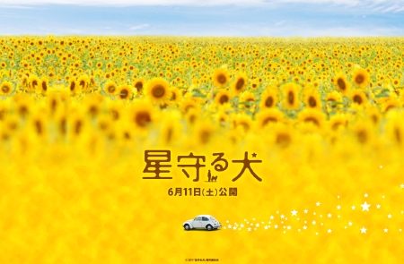 hoshimamoru_wp_w.jpg